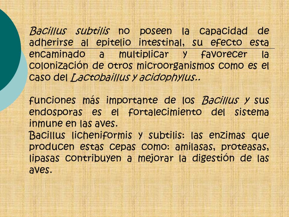 Bacillus subtilis no poseen la capacidad de adherirse al epitelio intestinal, su efecto esta encaminado a multiplicar y favorecer la colonización de otros microorganismos como es el caso del Lactobaillus y acidophylus..