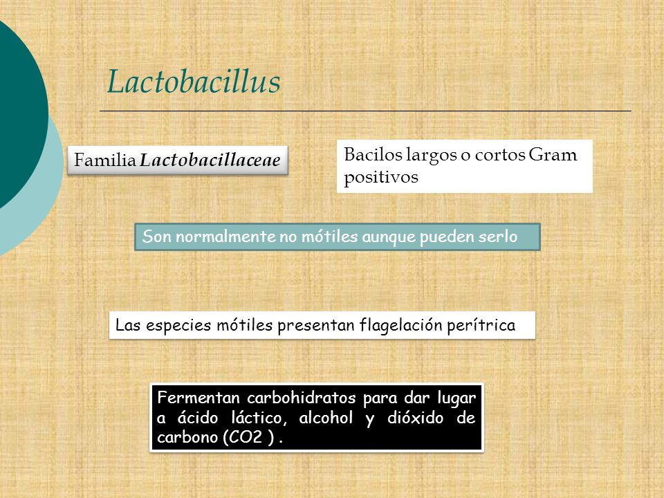 Lactobacillus Bacilos largos o cortos Gram positivos
