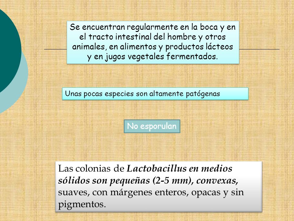 Se encuentran regularmente en la boca y en el tracto intestinal del hombre y otros animales, en alimentos y productos lácteos y en jugos vegetales fermentados.