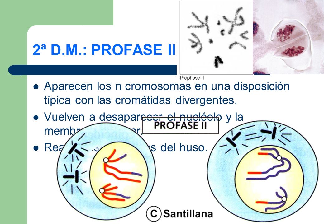 2ª D.M.: PROFASE II Aparecen los n cromosomas en una disposición típica con las cromátidas divergentes.
