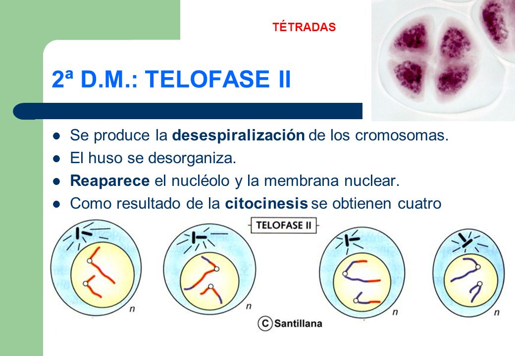 TÉTRADAS 2ª D.M.: TELOFASE II. Se produce la desespiralización de los cromosomas. El huso se desorganiza.