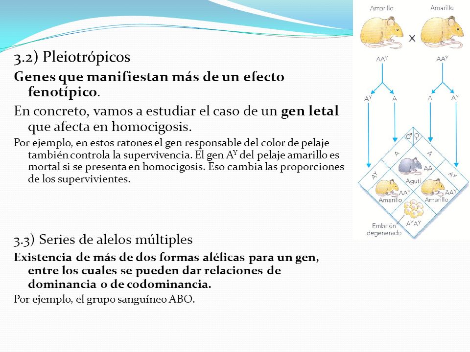 3.2) Pleiotrópicos Genes que manifiestan más de un efecto fenotípico.