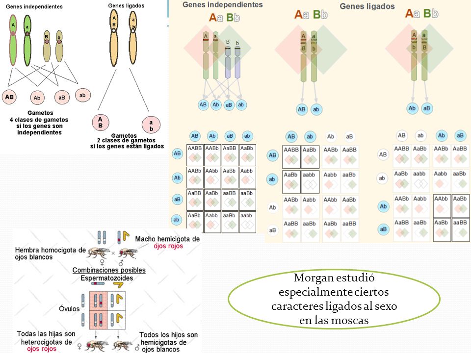 Morgan estudió especialmente ciertos caracteres ligados al sexo en las moscas