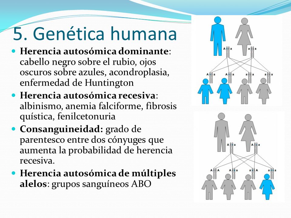 5. Genética humana Herencia autosómica dominante: cabello negro sobre el rubio, ojos oscuros sobre azules, acondroplasia, enfermedad de Huntington.