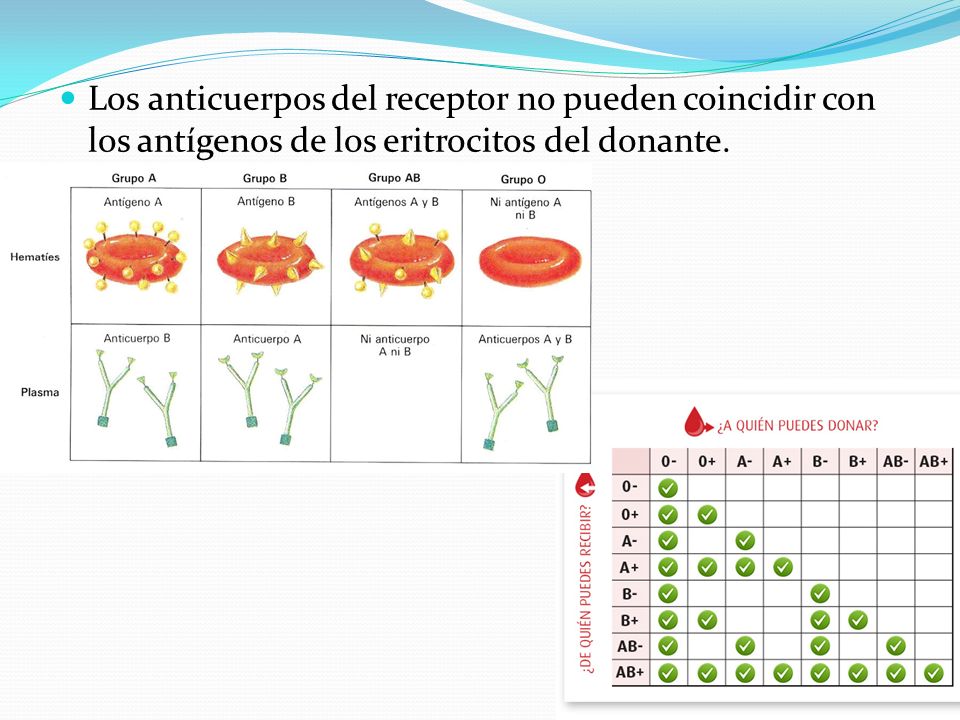 Los anticuerpos del receptor no pueden coincidir con los antígenos de los eritrocitos del donante.