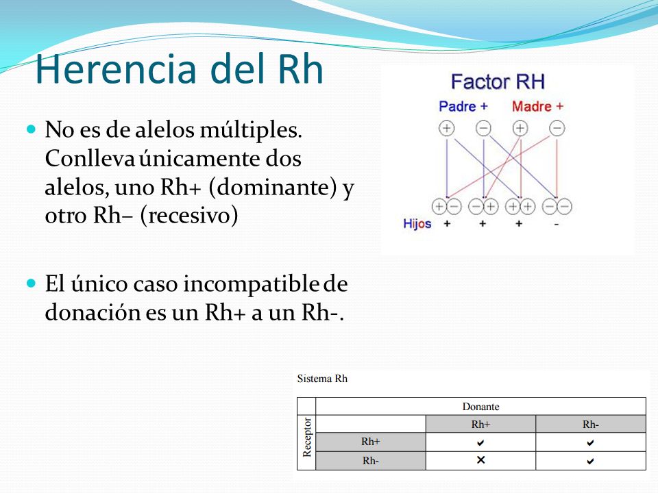 Herencia del Rh No es de alelos múltiples. Conlleva únicamente dos alelos, uno Rh+ (dominante) y otro Rh– (recesivo)