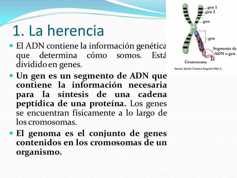 1. La herencia El ADN contiene la información genética que determina cómo somos. Está dividido en genes.