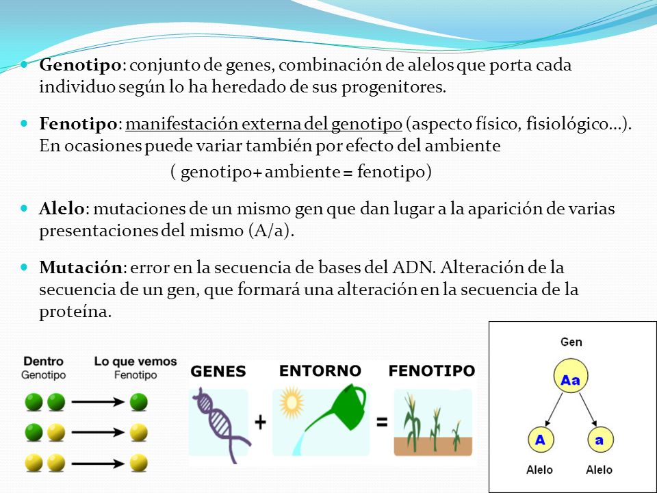 Genotipo: conjunto de genes, combinación de alelos que porta cada individuo según lo ha heredado de sus progenitores.