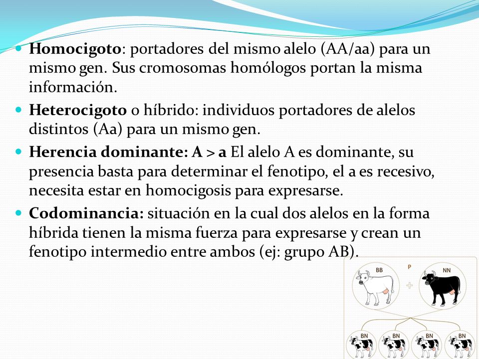 Homocigoto: portadores del mismo alelo (AA/aa) para un mismo gen