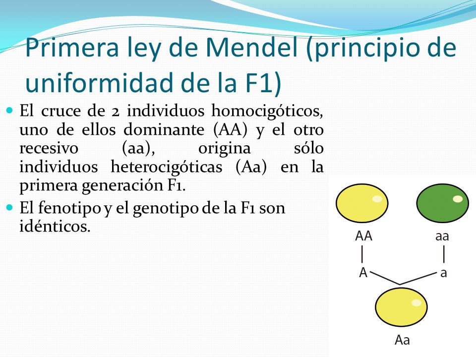 Primera ley de Mendel (principio de uniformidad de la F1)