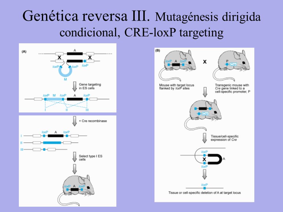 Genética reversa III. Mutagénesis dirigida condicional, CRE-loxP targeting