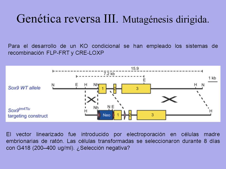 Genética reversa III. Mutagénesis dirigida.