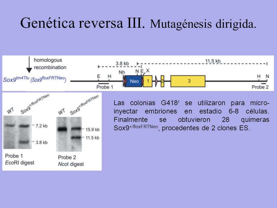 Genética reversa III. Mutagénesis dirigida.