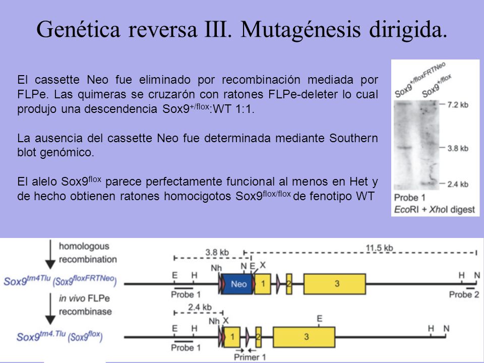 Genética reversa III. Mutagénesis dirigida.