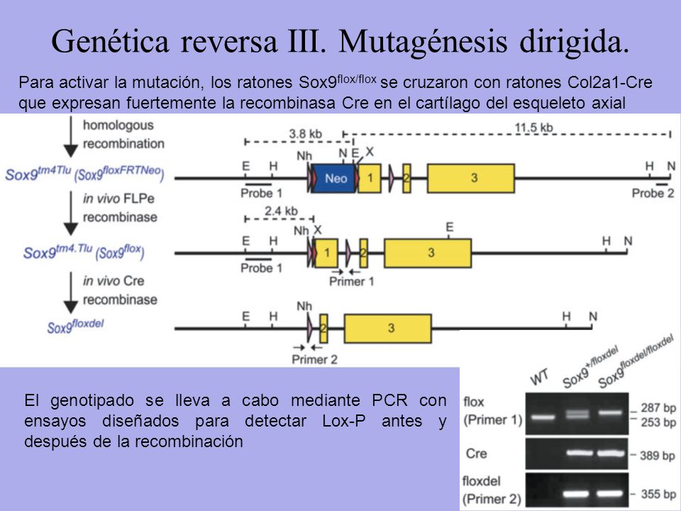Genética reversa III. Mutagénesis dirigida.