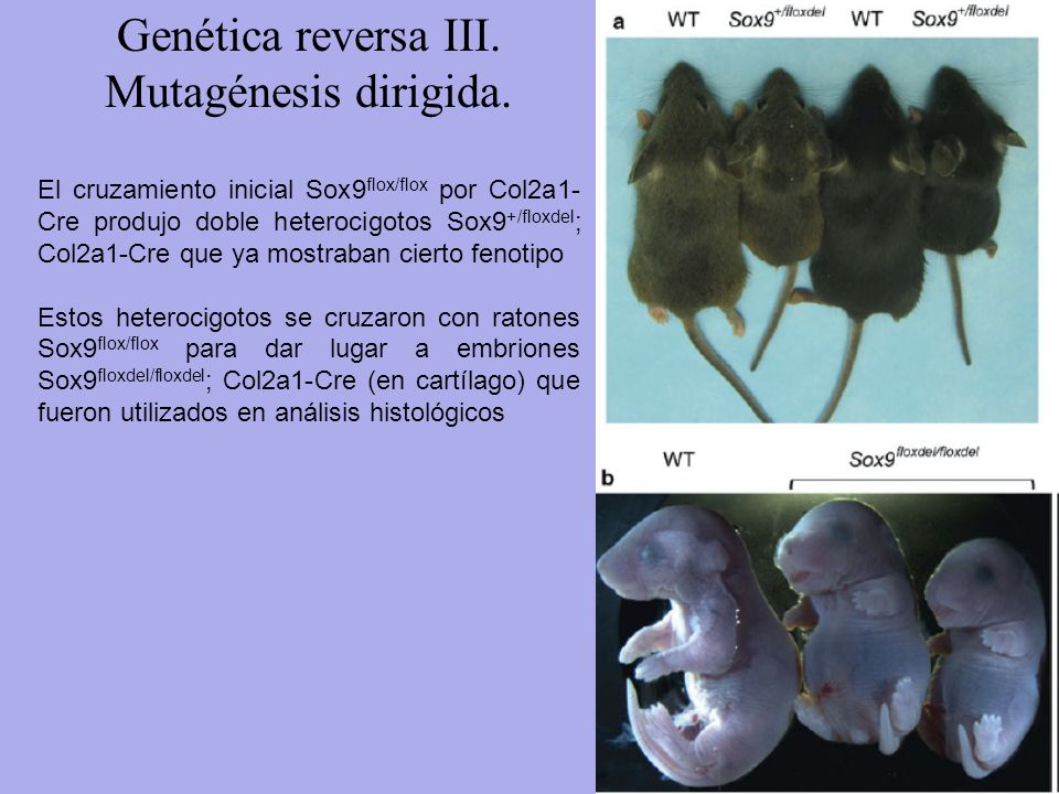 Genética reversa III. Mutagénesis dirigida.