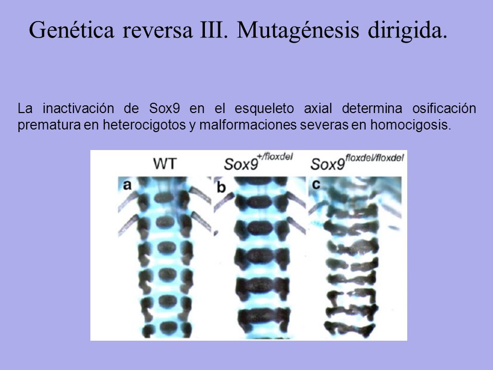 Genética reversa III. Mutagénesis dirigida.