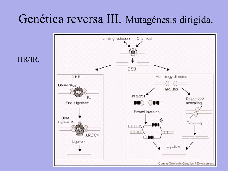 Genética reversa III. Mutagénesis dirigida.