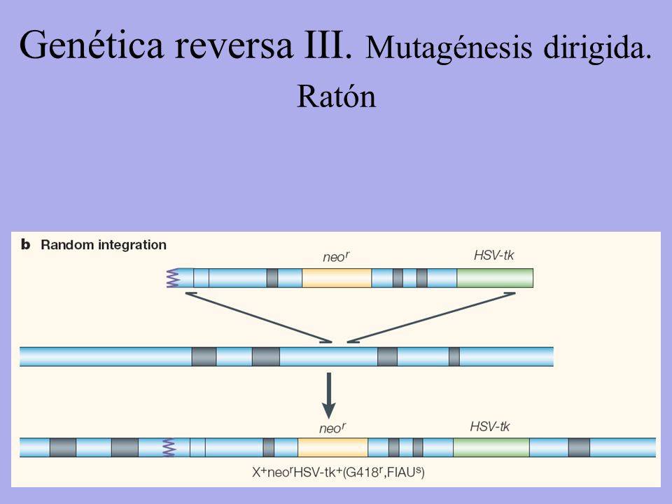 Genética reversa III. Mutagénesis dirigida. Ratón