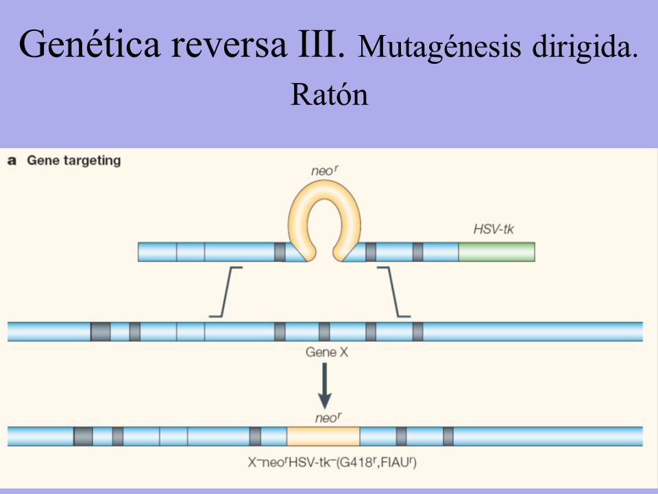 Genética reversa III. Mutagénesis dirigida. Ratón