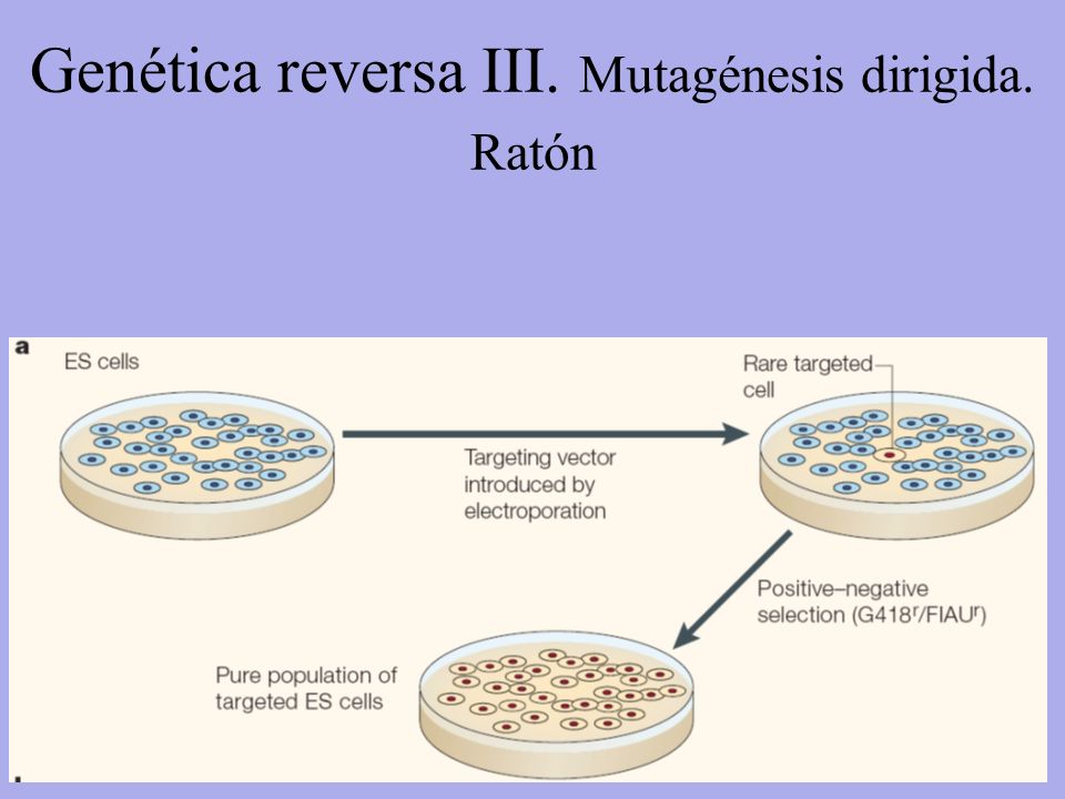 Genética reversa III. Mutagénesis dirigida. Ratón