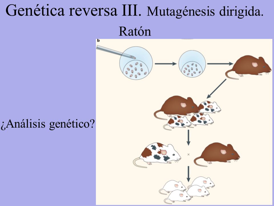 Genética reversa III. Mutagénesis dirigida. Ratón