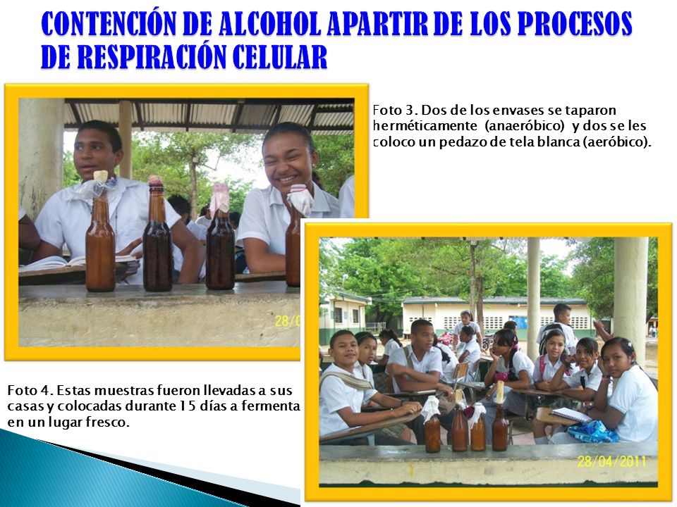 CONTENCIÓN DE ALCOHOL APARTIR DE LOS PROCESOS DE RESPIRACIÓN CELULAR