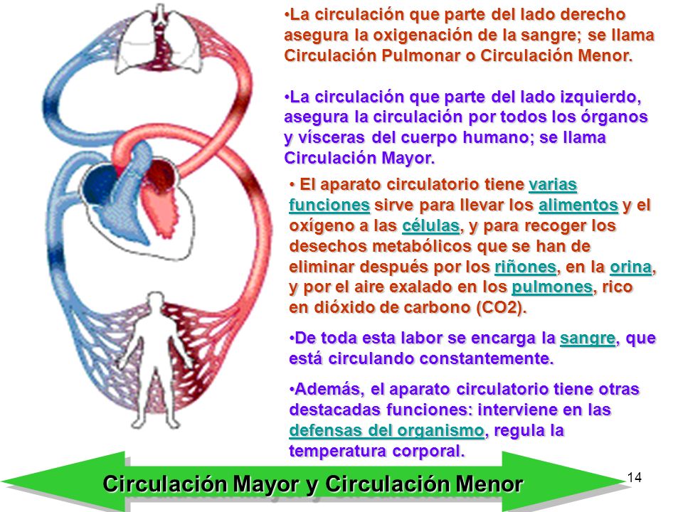 Circulación Mayor y Circulación Menor