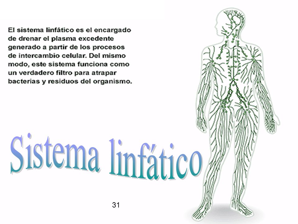 Sistema linfático 31