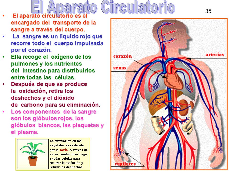 El Aparato Circulatorio