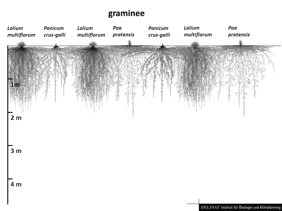 graminee 1m 2 m 3 m 4 m Lolium multiflorum Panicum crus-galli