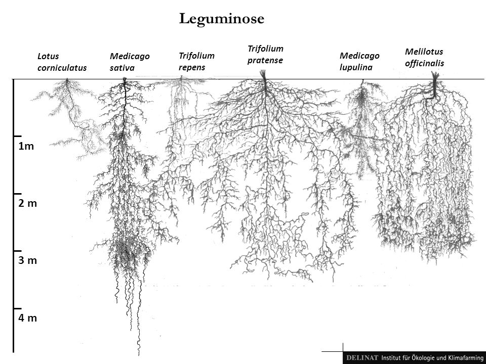 Leguminose 1m 2 m 3 m 4 m Trifolium pratense Melilotus officinalis