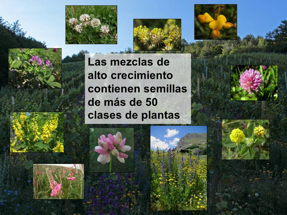 Las mezclas de alto crecimiento contienen semillas de más de 50 clases de plantas
