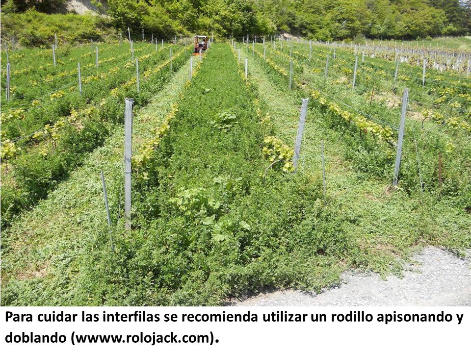 Para cuidar las interfilas se recomienda utilizar un rodillo apisonando y doblando (wwww.rolojack.com).