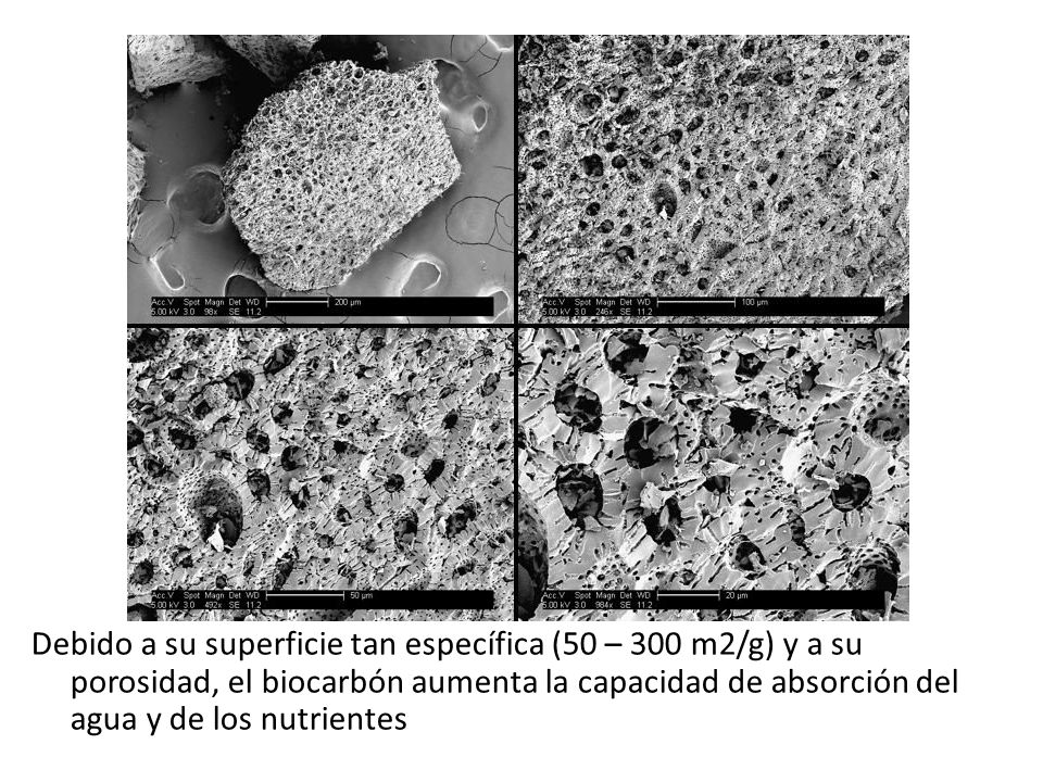Debido a su superficie tan específica (50 – 300 m2/g) y a su porosidad, el biocarbón aumenta la capacidad de absorción del agua y de los nutrientes