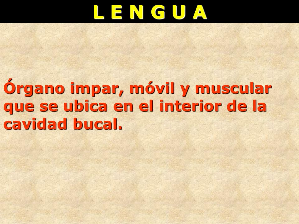 L E N G U A Órgano impar, móvil y muscular que se ubica en el interior de la cavidad bucal.