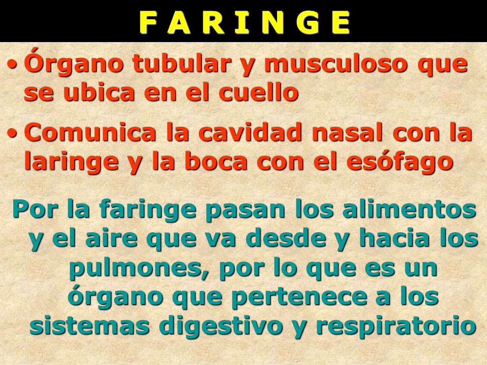 F A R I N G E Órgano tubular y musculoso que se ubica en el cuello