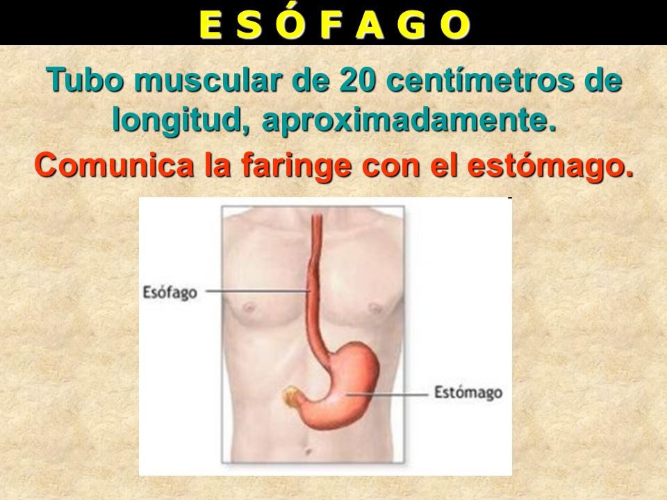 E S Ó F A G O Tubo muscular de 20 centímetros de longitud, aproximadamente.