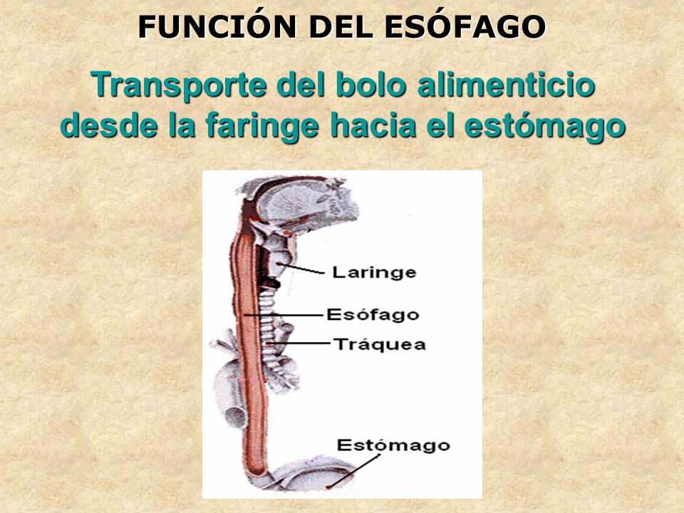 Transporte del bolo alimenticio desde la faringe hacia el estómago