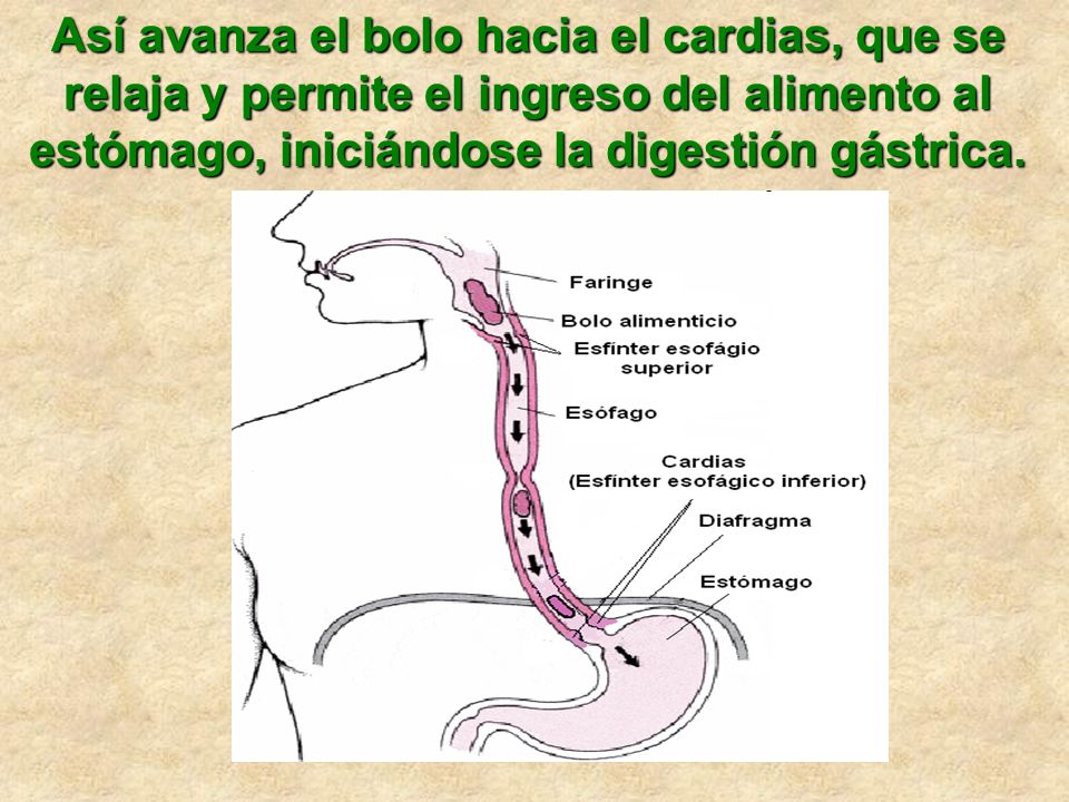 Así avanza el bolo hacia el cardias, que se relaja y permite el ingreso del alimento al estómago, iniciándose la digestión gástrica.
