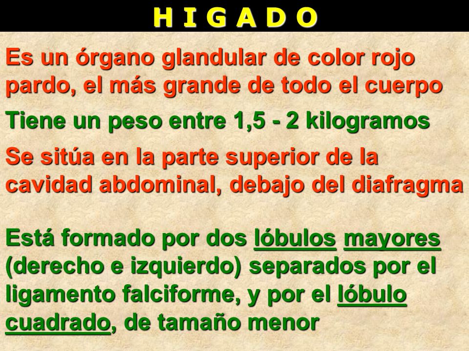 H I G A D O Es un órgano glandular de color rojo pardo, el más grande de todo el cuerpo. Tiene un peso entre 1,5 - 2 kilogramos.