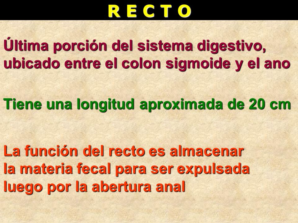 R E C T O Última porción del sistema digestivo, ubicado entre el colon sigmoide y el ano. Tiene una longitud aproximada de 20 cm.