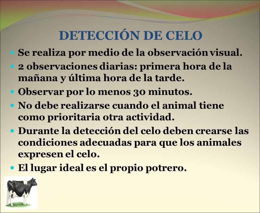 DETECCIÓN DE CELO Se realiza por medio de la observación visual.