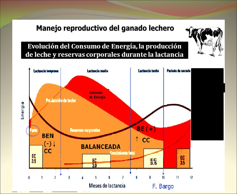 Evolución del Consumo de Energía, la producción de leche y reservas corporales durante la lactancia