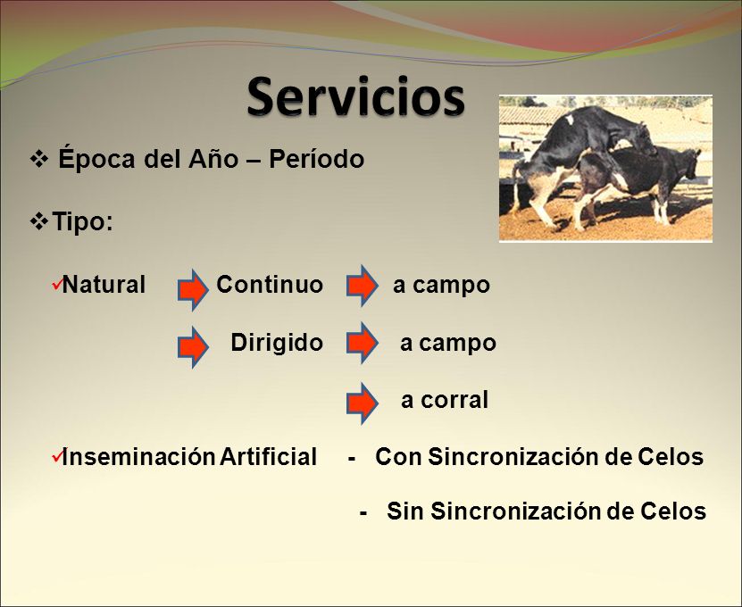 Servicios Época del Año – Período Tipo: Natural Continuo a campo