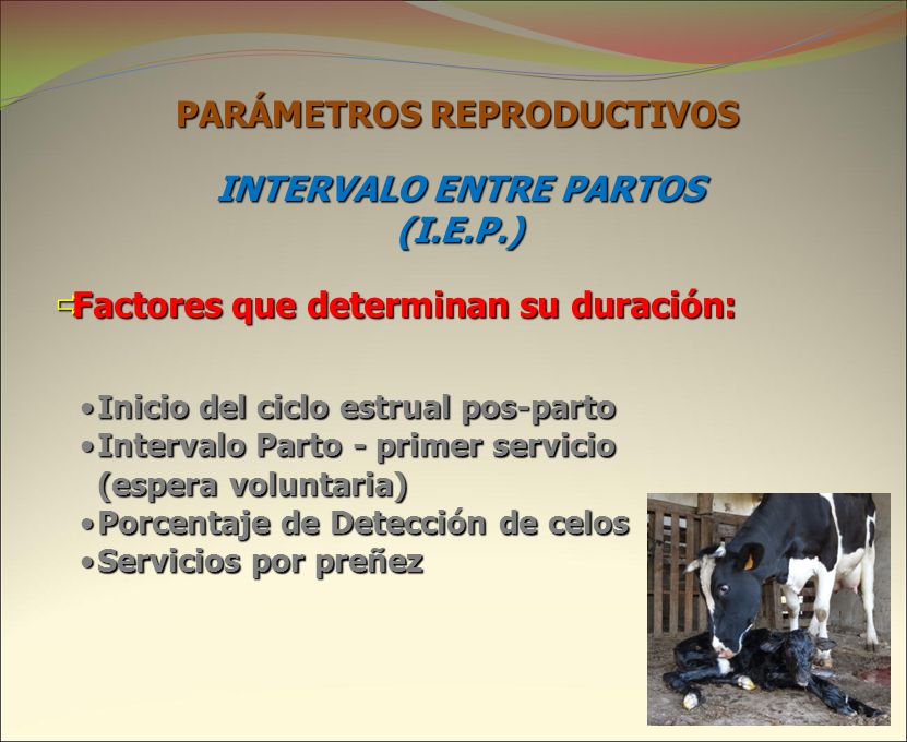 INTERVALO ENTRE PARTOS (I.E.P.) Factores que determinan su duración: