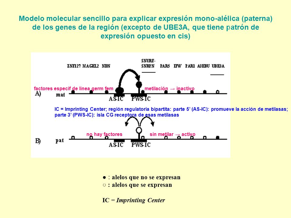 Modelo molecular sencillo para explicar expresión mono-alélica (paterna) de los genes de la región (excepto de UBE3A, que tiene patrón de expresión opuesto en cis)