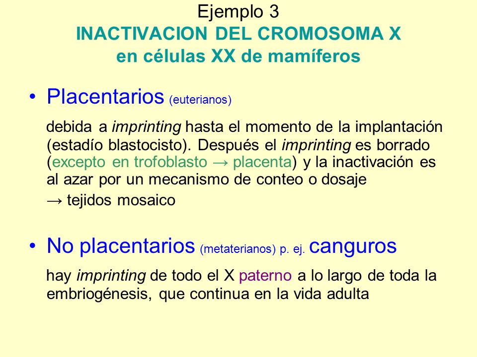 Ejemplo 3 INACTIVACION DEL CROMOSOMA X en células XX de mamíferos