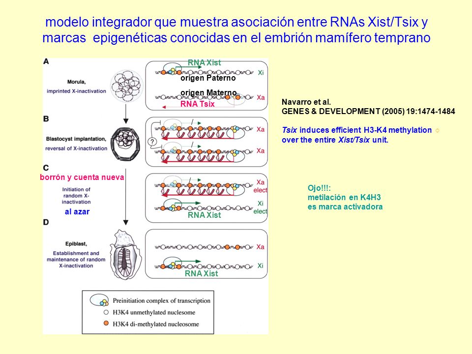 modelo integrador que muestra asociación entre RNAs Xist/Tsix y marcas epigenéticas conocidas en el embrión mamífero temprano