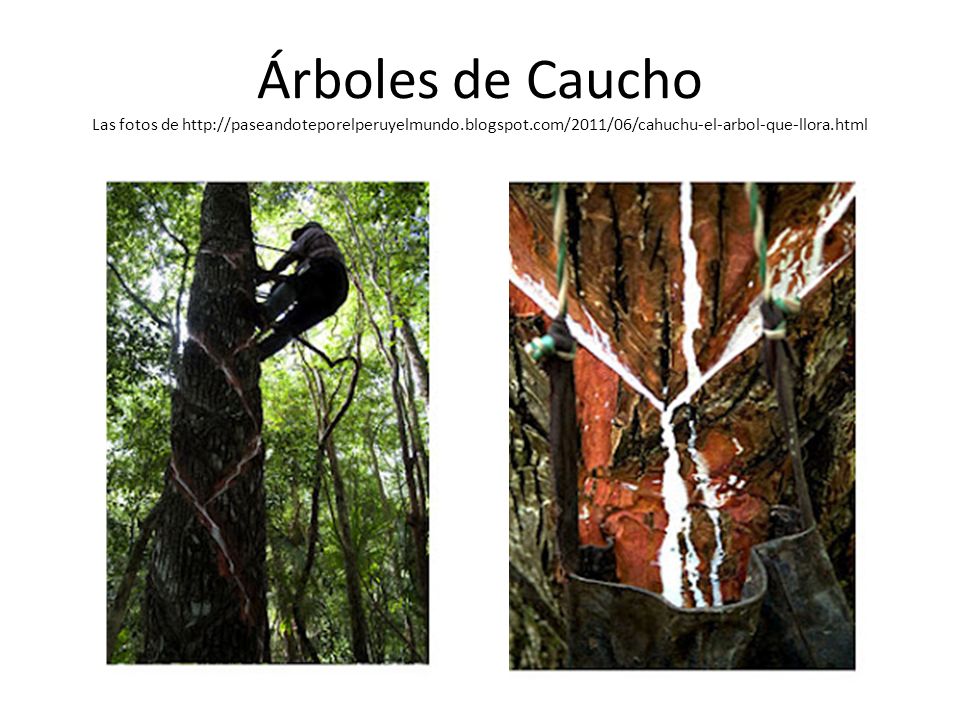 Árboles de Caucho Las fotos de
